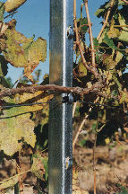 VTRELLIS2.JPG VTRELLIS2.JPG
